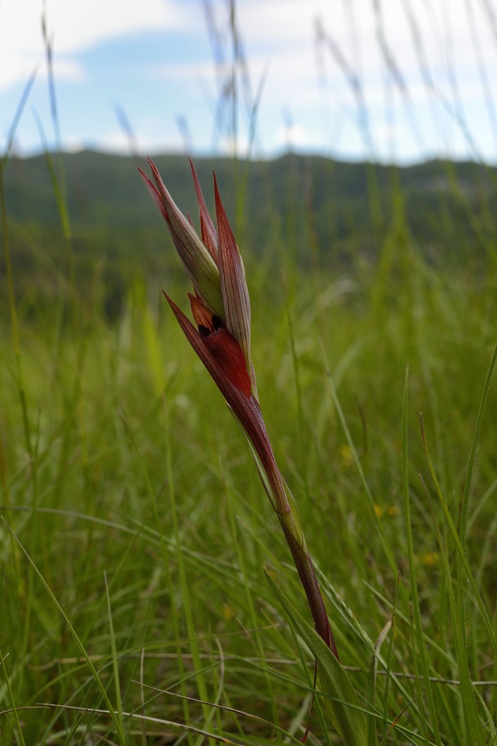 Serapias vomeracea